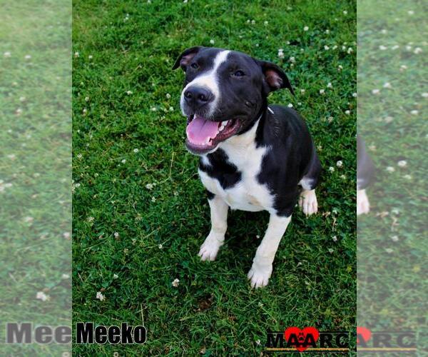 Medium Photo #7 Great Dane-Unknown Mix Puppy For Sale in Maryville, TN, USA