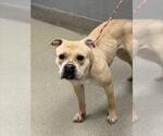 Small American Pit Bull Terrier Mix