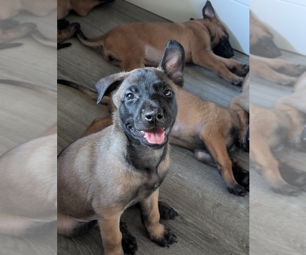 Medium Photo #9 Belgian Malinois Puppy For Sale in OSHKOSH, WI, USA