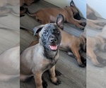 Small #8 Belgian Malinois