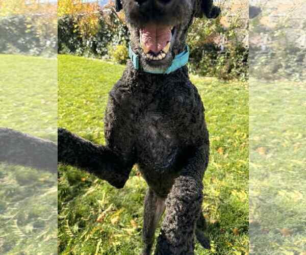 Medium Photo #11 Labrador Retriever-Unknown Mix Puppy For Sale in Sandy, UT, USA