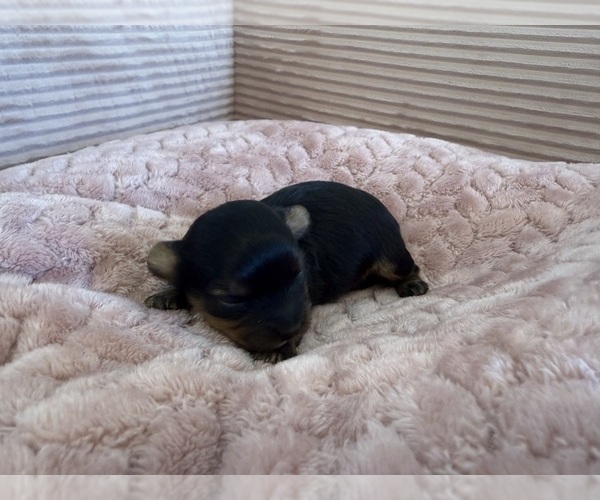Medium Photo #8 Yorkipoo Puppy For Sale in ARLINGTON, TX, USA