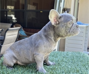 French Bulldog Puppy for sale in CAPE CORAL, FL, USA