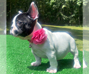 French Bulldog Puppy for sale in LOCUST GROVE, GA, USA