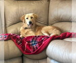 Small #1 Golden Retriever Mix