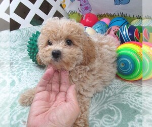 Maltipoo Puppy for sale in RATTAN, OK, USA
