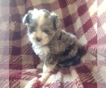 Small Photo #1 Bernedoodle (Miniature) Puppy For Sale in PARKER, PA, USA
