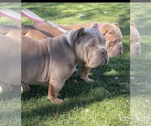 American Bully Puppy for Sale in INDIO, California USA