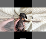 Small #3 Dachshund