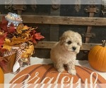 Small #1 Cavapoo