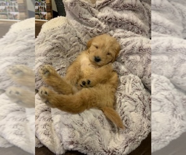Medium Photo #15 Labradoodle Puppy For Sale in TAYLORVILLE, IL, USA