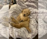 Small Photo #15 Labradoodle Puppy For Sale in TAYLORVILLE, IL, USA