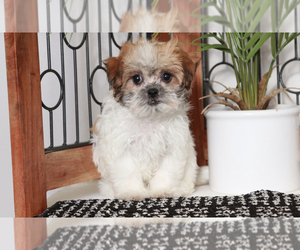 Zuchon Puppy for sale in NAPLES, FL, USA
