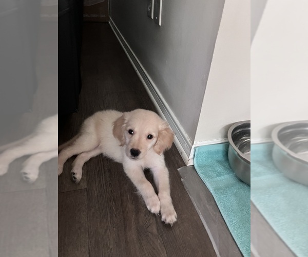 Medium Photo #1 English Cream Golden Retriever Puppy For Sale in PENSACOLA, FL, USA