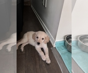 English Cream Golden Retriever Puppy for sale in PENSACOLA, FL, USA