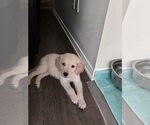 Small English Cream Golden Retriever