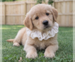 Small #1 Golden Retriever