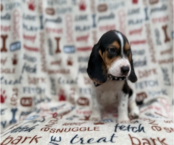 Medium Photo #7 Beagle Puppy For Sale in LAKELAND, FL, USA