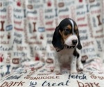 Small #6 Beagle