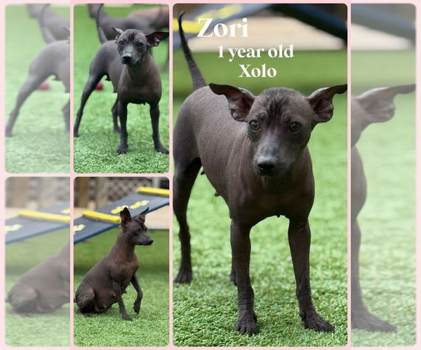 Medium Photo #2 Mutt Puppy For Sale in oakland, FL, USA