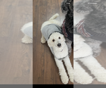 Small Photo #1 Poodle (Standard) Puppy For Sale in COLUMBIA, SC, USA