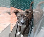 Small Labrador Retriever Mix