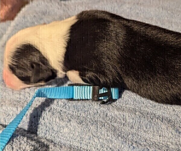 Medium Photo #3 Australian Shepherd Puppy For Sale in SYLVA, NC, USA