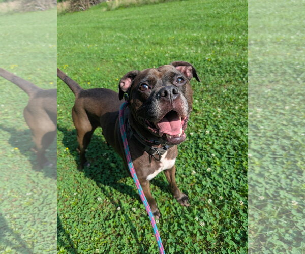 Medium Photo #7 Bullboxer Pit Puppy For Sale in Calhoun, GA, USA