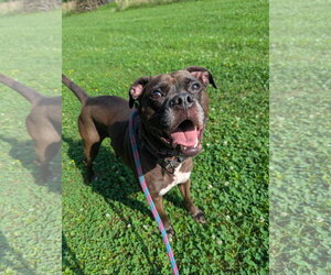 Kage - Male Bullboxer Pit Dog for Adoption - Photo #7
