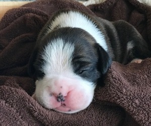 Boxer Puppy for sale in VERMONTVILLE, MI, USA