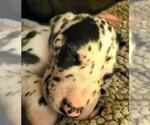 Small Photo #4 Irish Dane Puppy For Sale in WOLFE CITY, TX, USA