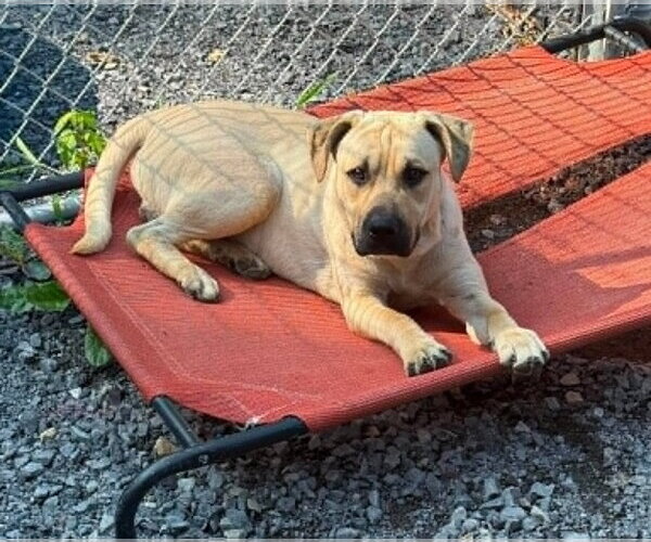 Medium Photo #1 Labrador Retriever-Unknown Mix Puppy For Sale in Hinton, WV, USA