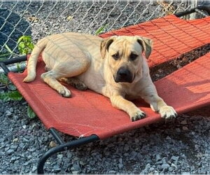 Labrador Retriever-Unknown Mix Dogs for adoption in Hinton, WV, USA