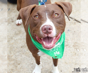 Gilligan - Male Labrador Retriever-Unknown Mix Dog for Adoption - Photo #7