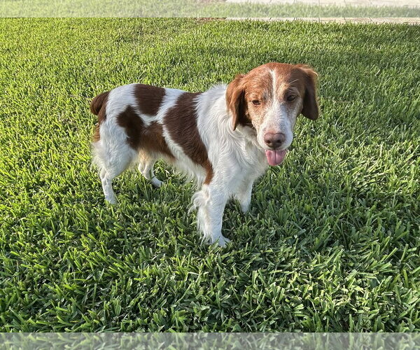Medium Photo #2 Brittany Puppy For Sale in Curwensville, PA, USA