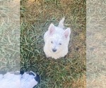 Small #3 West Highland White Terrier
