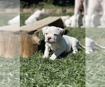 Small Photo #12 American Bulldog Puppy For Sale in PLUMAS LAKE, CA, USA