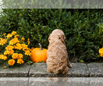 Small #18 Cocker Spaniel-Poodle (Miniature) Mix