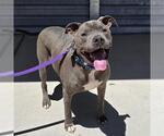 Small #2 Mutt
