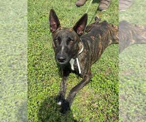 Dutch Shepherd -Unknown Mix Dogs for adoption in Abbeville, LA, USA