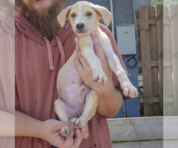 Medium Photo #4 Gerberian Shepsky Puppy For Sale in Huntley, IL, USA