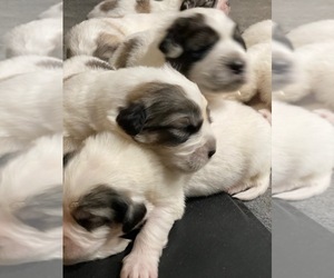Great Pyrenees Puppy for Sale in SILER CITY, North Carolina USA