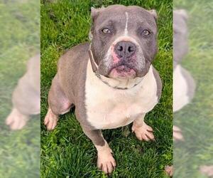 Mutt Dogs for adoption in Akron, OH, USA