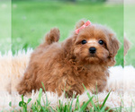 Puppy Lily pad Maltipoo (Toy)