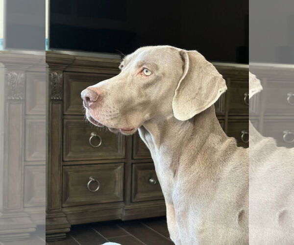 Medium Photo #1 Weimaraner Puppy For Sale in Fort Worth, TX, USA