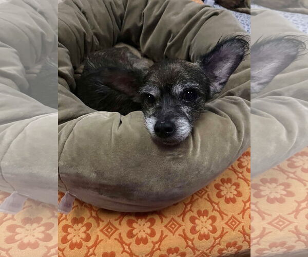 Medium Photo #2 Mutt Puppy For Sale in St. Louis Park, MN, USA