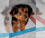 Small Photo #306 Yorkshire Terrier Puppy For Sale in AKRON, OH, USA