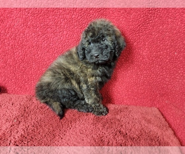 Medium Photo #2 Goldendoodle-Poodle (Toy) Mix Puppy For Sale in BLACK FOREST, CO, USA