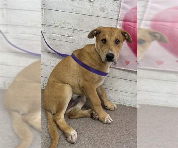 Medium Photo #1 German Shepherd Dog Puppy For Sale in San Bernardino, CA, USA