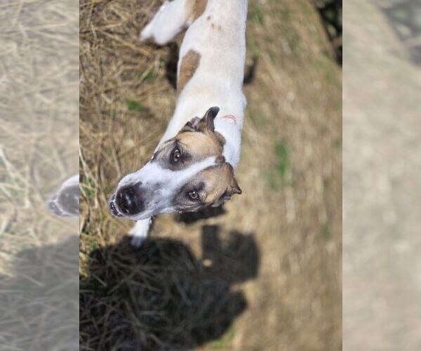 Medium Photo #3 Siberian Husky-Unknown Mix Puppy For Sale in Evansville, IN, USA